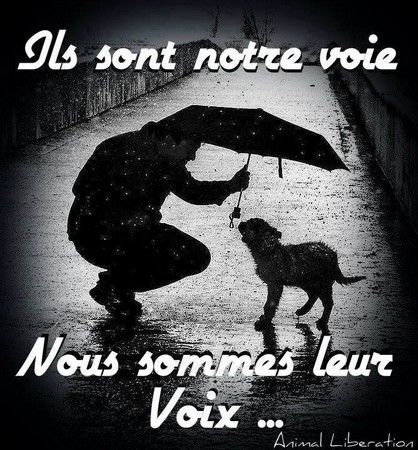 Ils sont notre voie