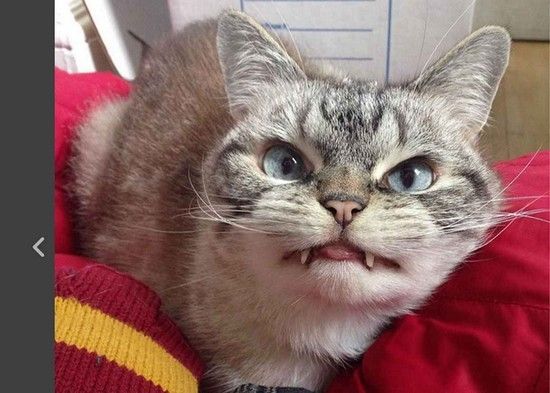 Chat Vampire 
